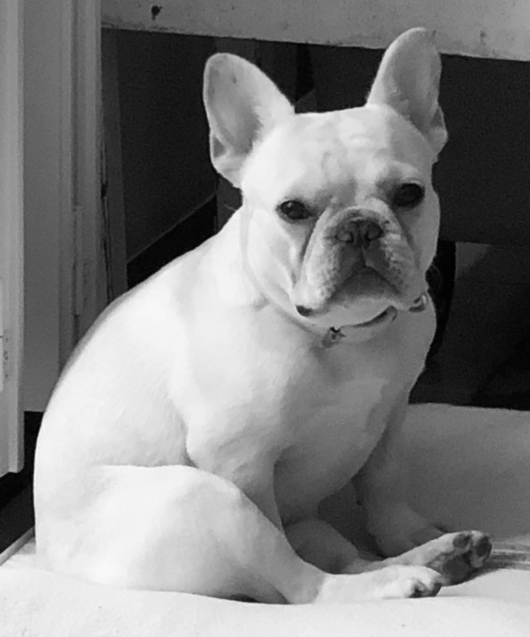 A white French Bulldog sitting and looking at the camera.